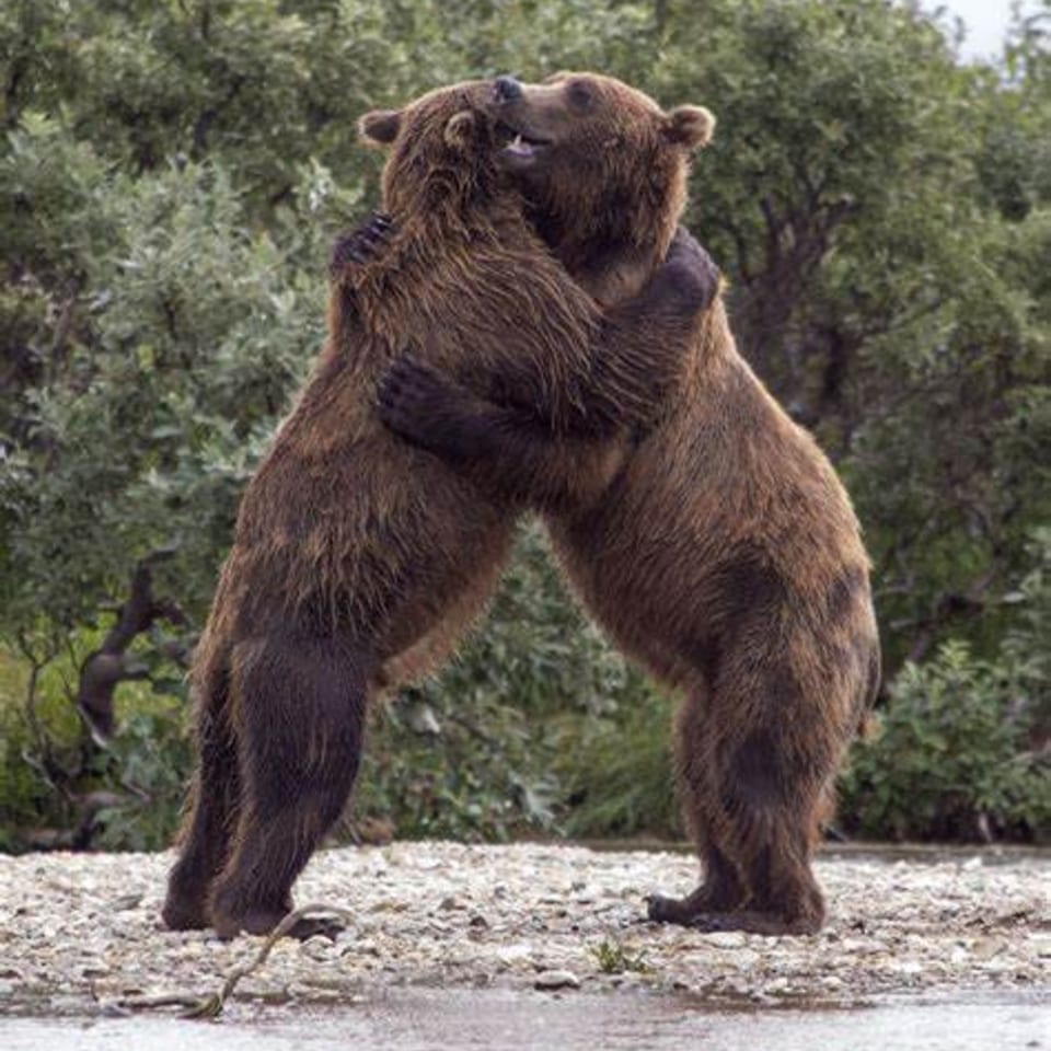 Two brown bears embrace while standing on a rocky surface in a wooded outdoor setting.